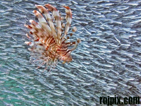 شگفتی های دنیای زیر آب rojpix.com