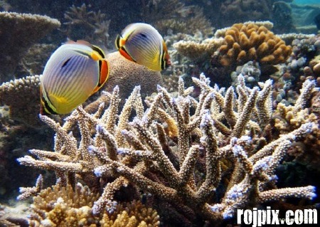 شگفتی های دنیای زیر آب rojpix.com