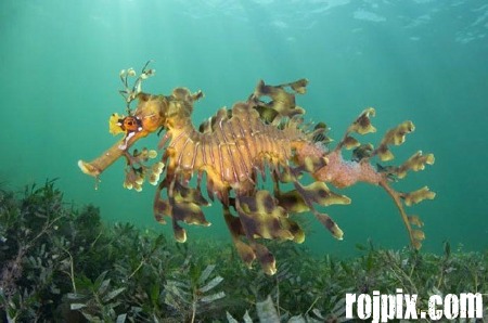 عکس های شگفتی های زیر آب rojpix.com