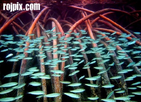 شگفتی های زیر آب rojpix.com