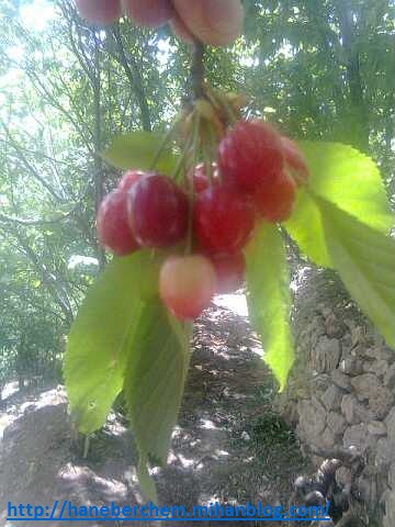 هورامان هانه به رچه م