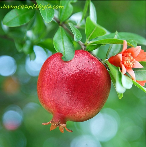 انار شب یلدا