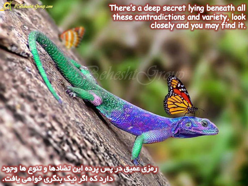 تضاد و تنوع