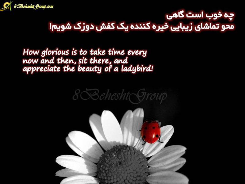 تماشا