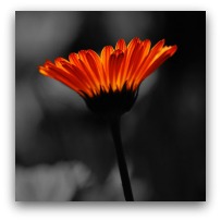 rojpix.com      تصاویر حرفه ای از گلهای زیبا