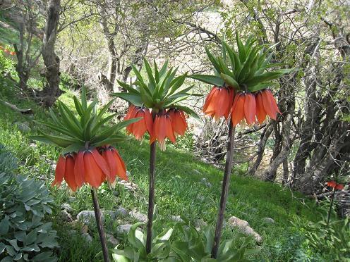 لاله واژگون - Overturened Tulips