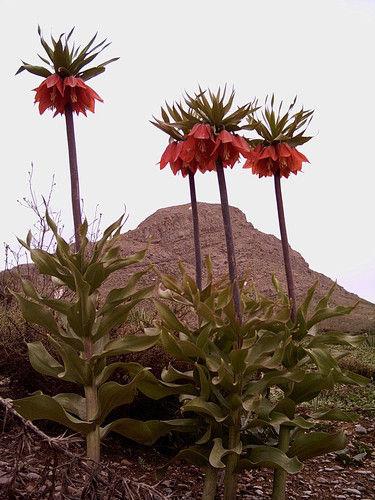 لاله واژگون - Overturened Tulips