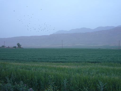 کشتزارهای حومه گیلانغرب