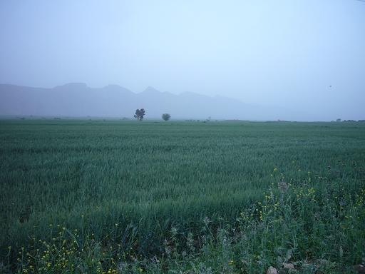 شالیزارهای دیره - جاده گیلانغرب به سرپل ذهاب