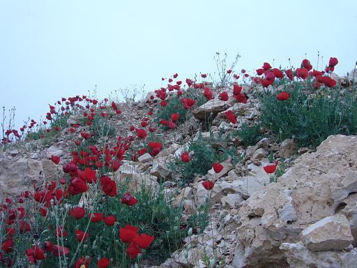 گلهای شقایق