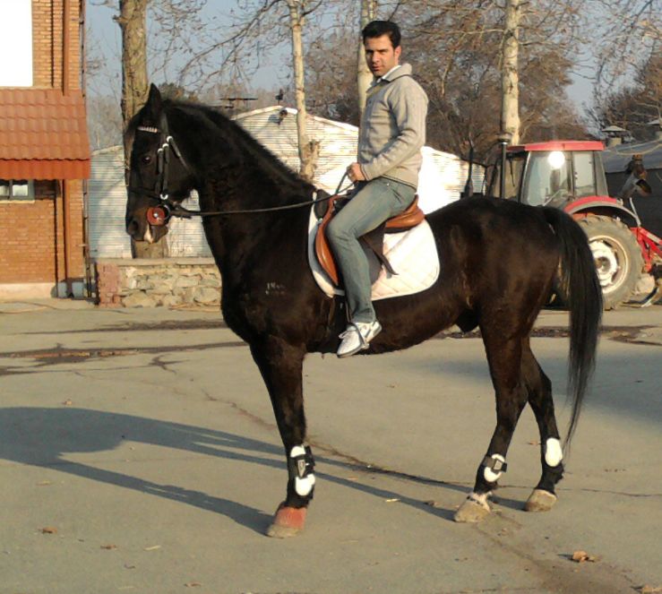 مهدی ذبیحی فر مهدی ذبیحی فر