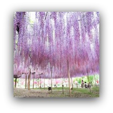 باغ زیبای گل در ژاپن       rojpix.com