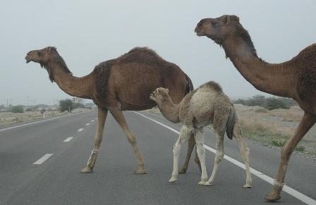 تنا