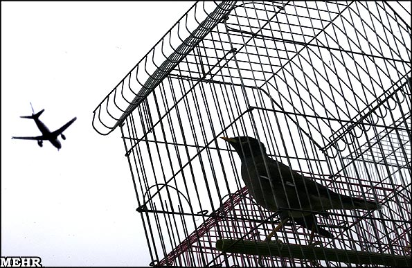 Image result for ‫شاهین در قفس‬‎