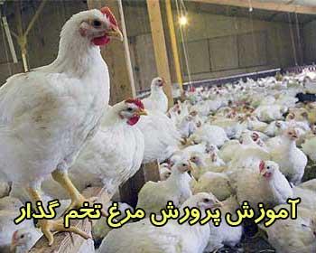 خرید آموزشي پرورش مرغ گوشتی و تخم گذار مادر 