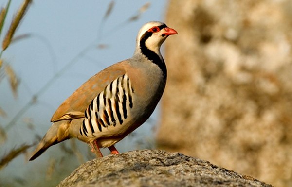 کبک - کوهستان قره داغ 