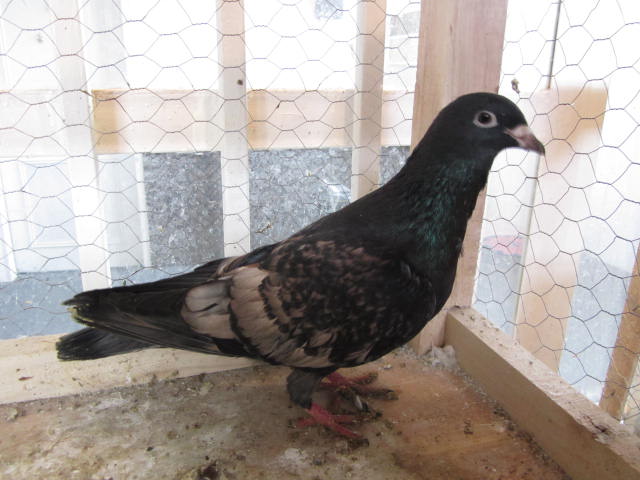 کبوتر