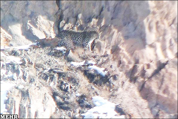 [تصویر: Persian_Leopards_spotted_in_Taleghan_1.jpg]