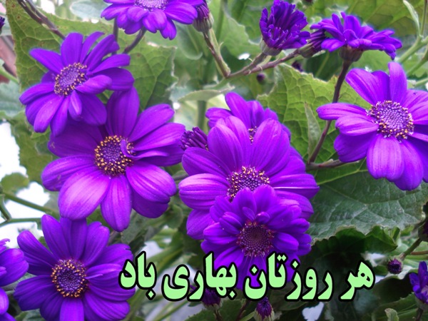 گل ـ بهار 