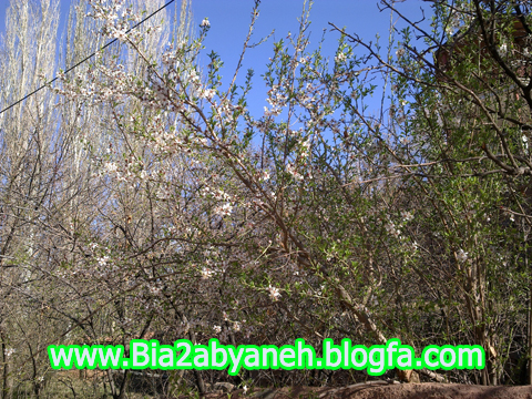 نوروز 1390 در ابیانه