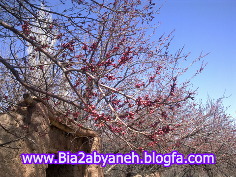 شکوفه های ابیانه