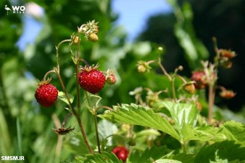 Plant Strawberries this Fall 