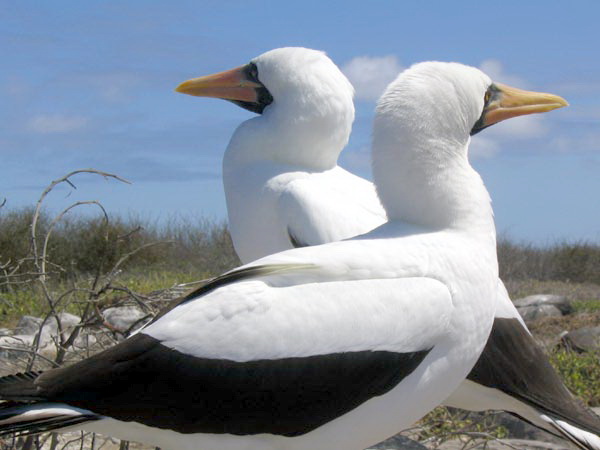 [تصویر: Galapagos_107.jpg]