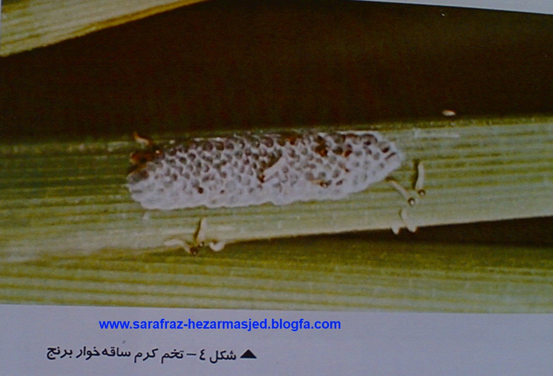 www.sarafraz-hezarmasjed.blogfa.com