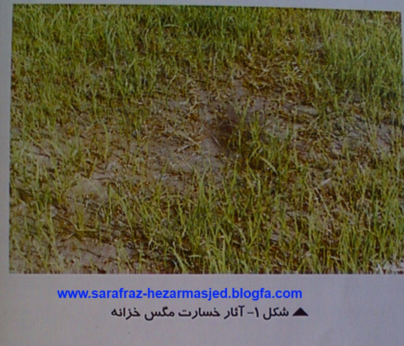 www.sarafraz-hezarmasjed.blogfa.com