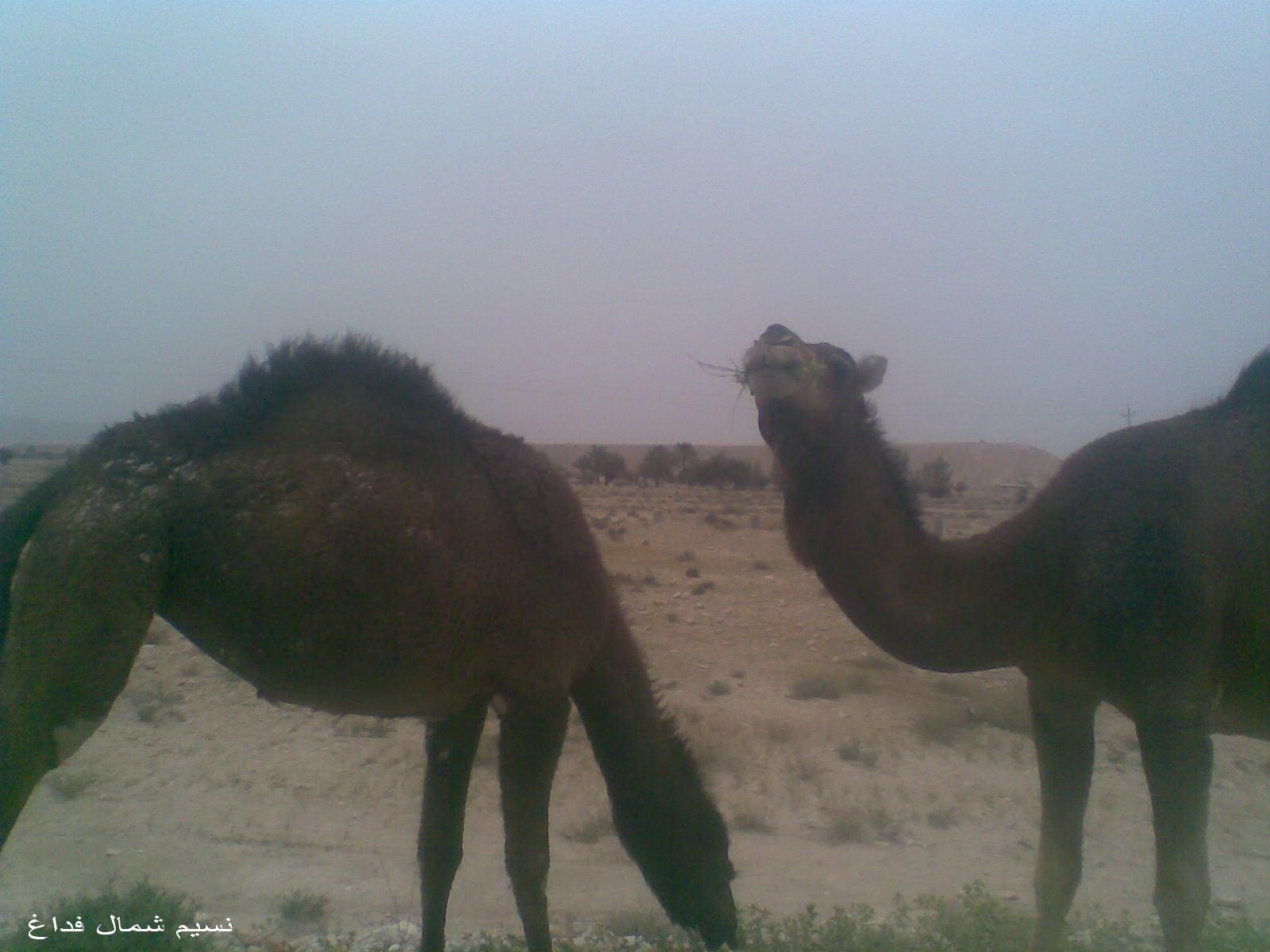 camel