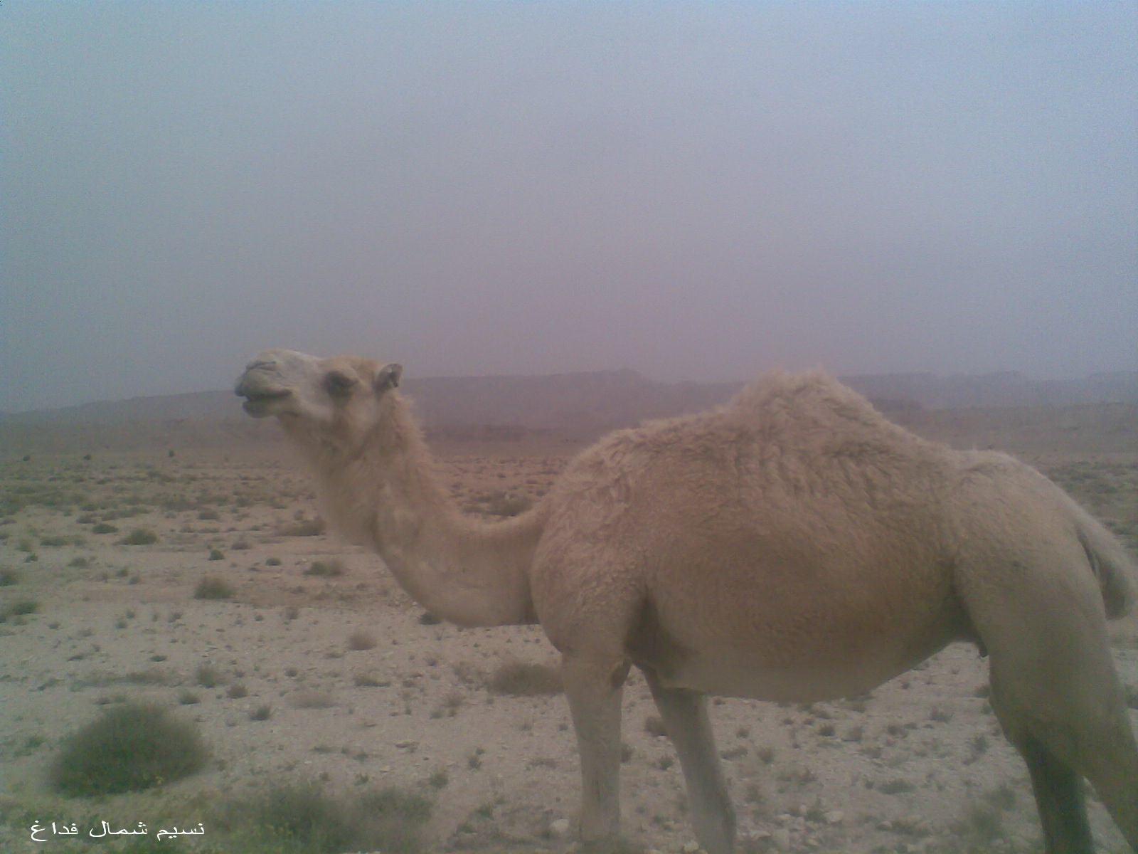 camel