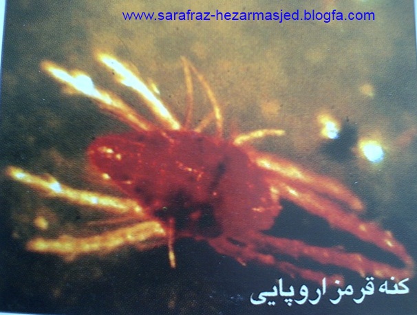 کنه قرمز اروپائی www.sarafraz-hezarmasjed.blogfa.com
