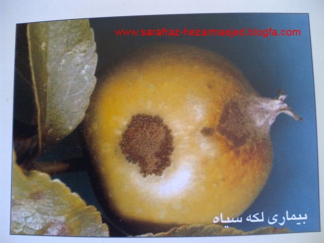 بیماری لکه سیاه www.sarafraz-hezarmasjed.blogfa.com