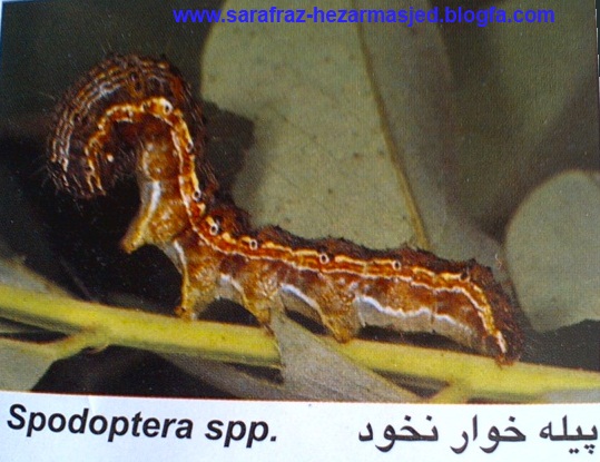 www.sarafraz-hezarmasjed.blogfa.com Spodoptera spp پیله خوار نخود