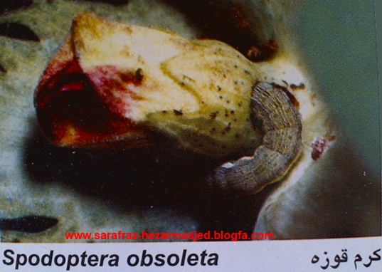 Spodoptera obsolete     کرم قوزه   www.sarafraz-hezarmasjed.blogfa.com