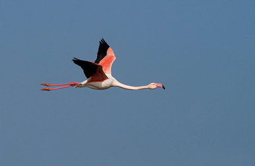 [تصویر: Greater_Flamingo.jpg]
