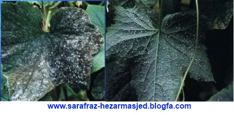 مگس سفيد white fly   www.sarafraz-hezarmasjed.blogfa.com