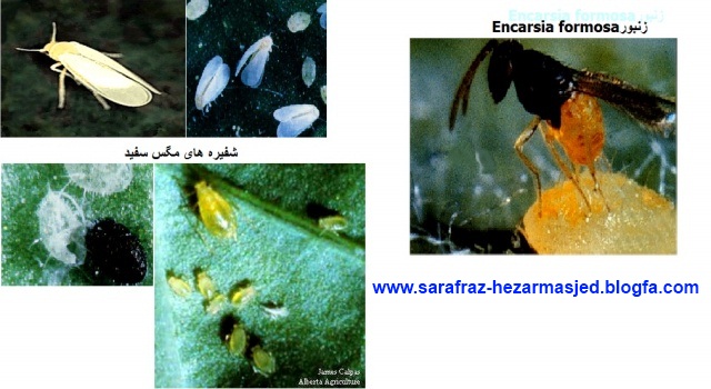 مگس سفيد  white fly 