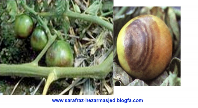 phytophthora parasitica پوسیدگی طوقه www.sarafraz-hezarmasjed.blogfa.com