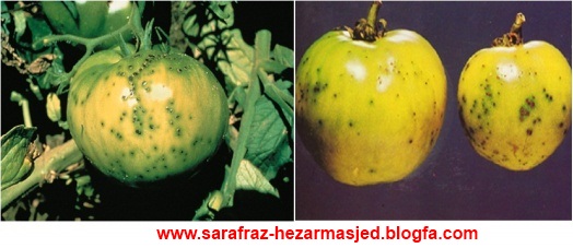 www.sarafraz-hezarmasjed.blogfa.com Pseudomonas syringae pv. tomato بیماری لکه گرد گوجه فرنگی 