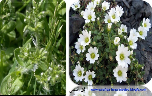  گل آفتابی Cerastium inflata www.sarafraz-hezarmasjed.blogfa.com