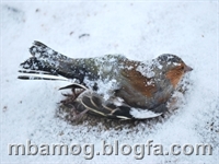The Frozen Bird