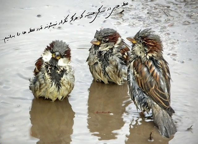 [تصویر: birdd.jpg]