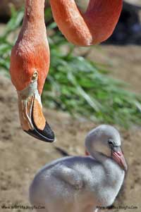 Flamingo and offspring