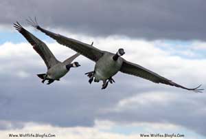 Branta_canadensis_in_flight,_Great_Meadows_National_Wildlife_Refuge-پرواز غازها