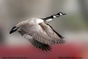 Canada_Geese_(Branta_canadensis)_in_flight
