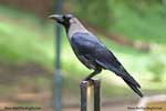 کلاغ،Corvus 