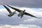 غاز،Goose