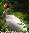 دُرنا،Crane