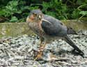 قرقی،Sparrow hawk